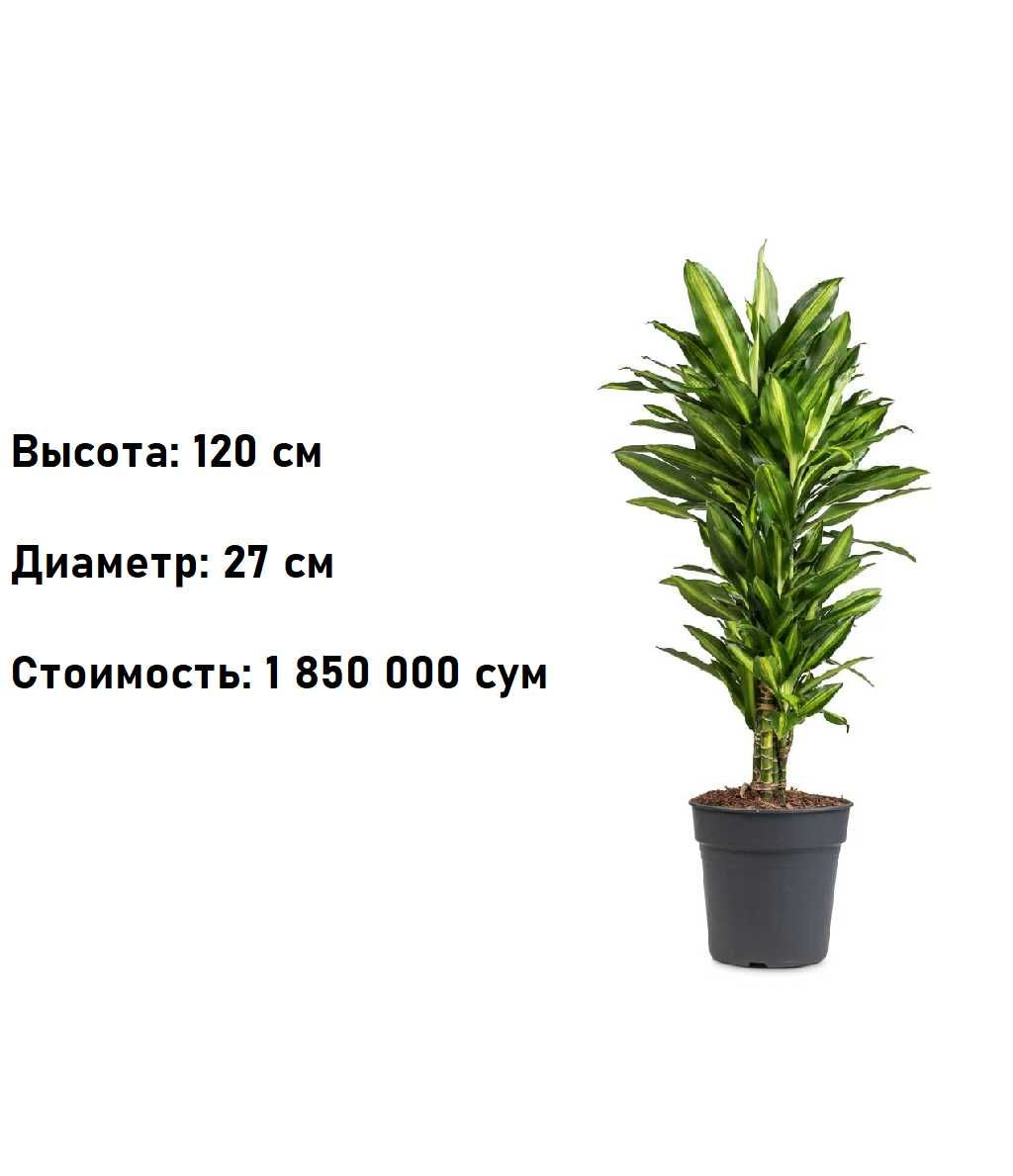 Комнатное растение - (Dracaena) - Голландская Драцена