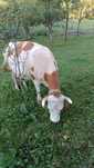 Vaca cu 16 l lapte