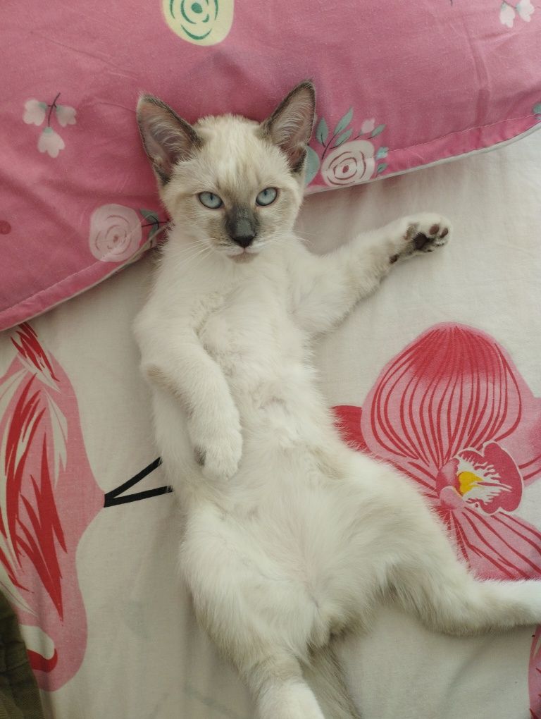 котенок в добрые руки