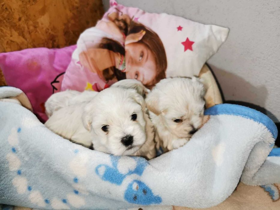 Bichon maltez! Cautam o noua familie!