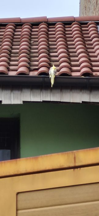 Papagal nimfă găsit pe stradă