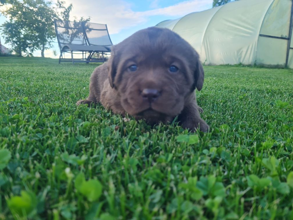 Labrador Retriever