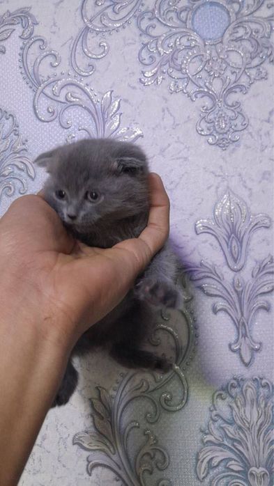 skotish fold 850 ming kami yo