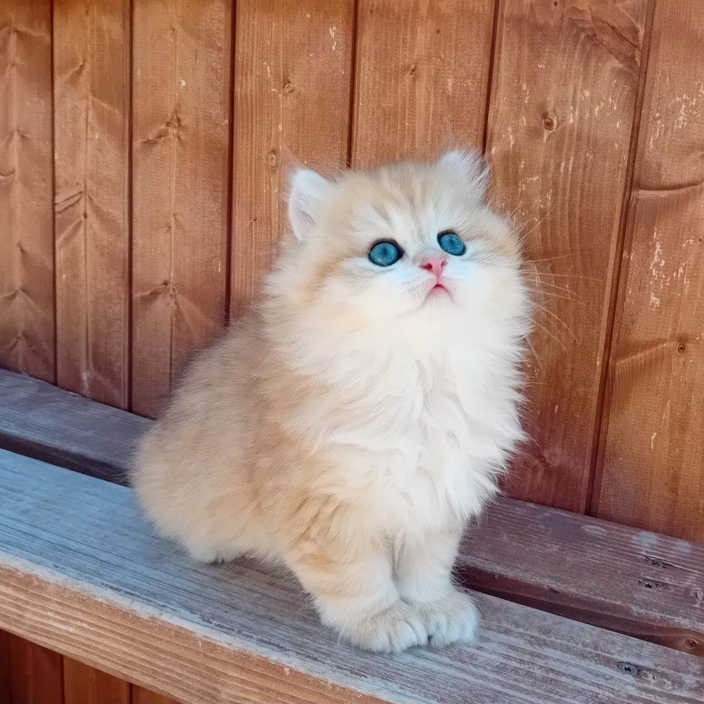 British Longhair cu Pedigree