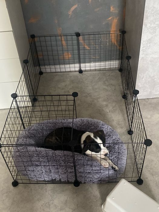 Собака девочка француз