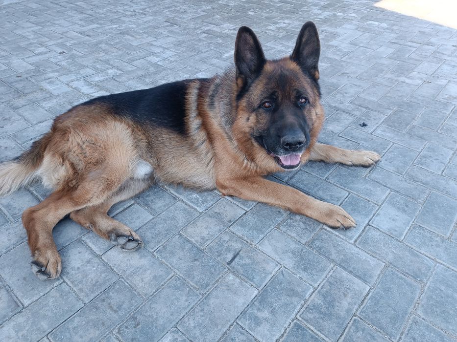 Ищем сучку немецкой овчарки для кабеля