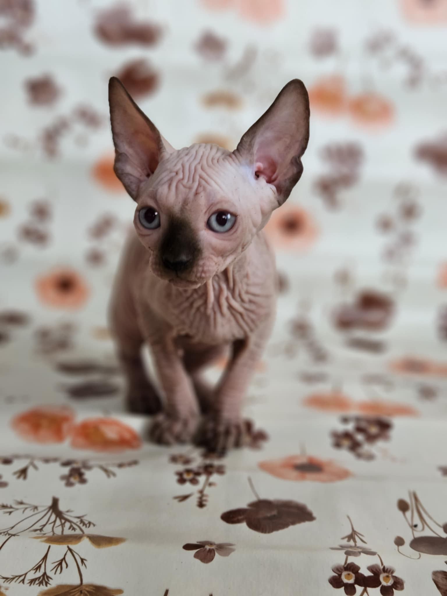 Канадски сфинкс котенца