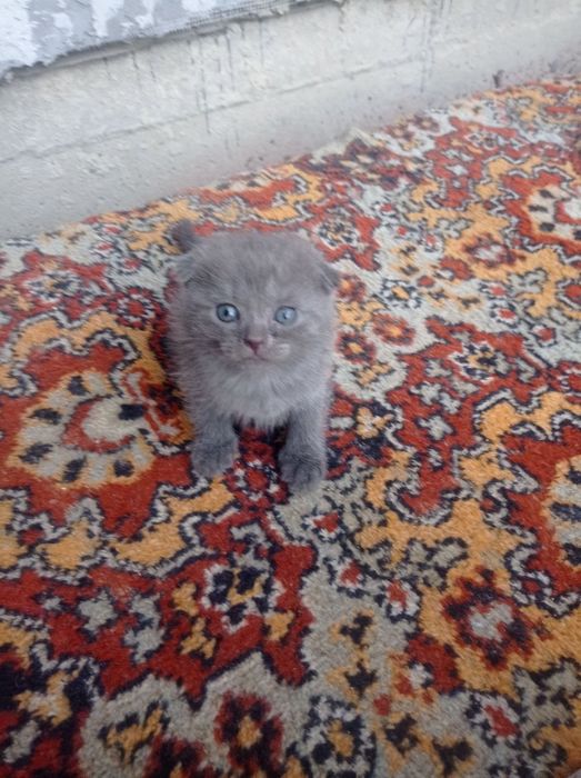 Toza zotli mushukchalar