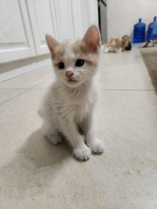 Кошки бесплатно срочно отдадим в хорошие руки