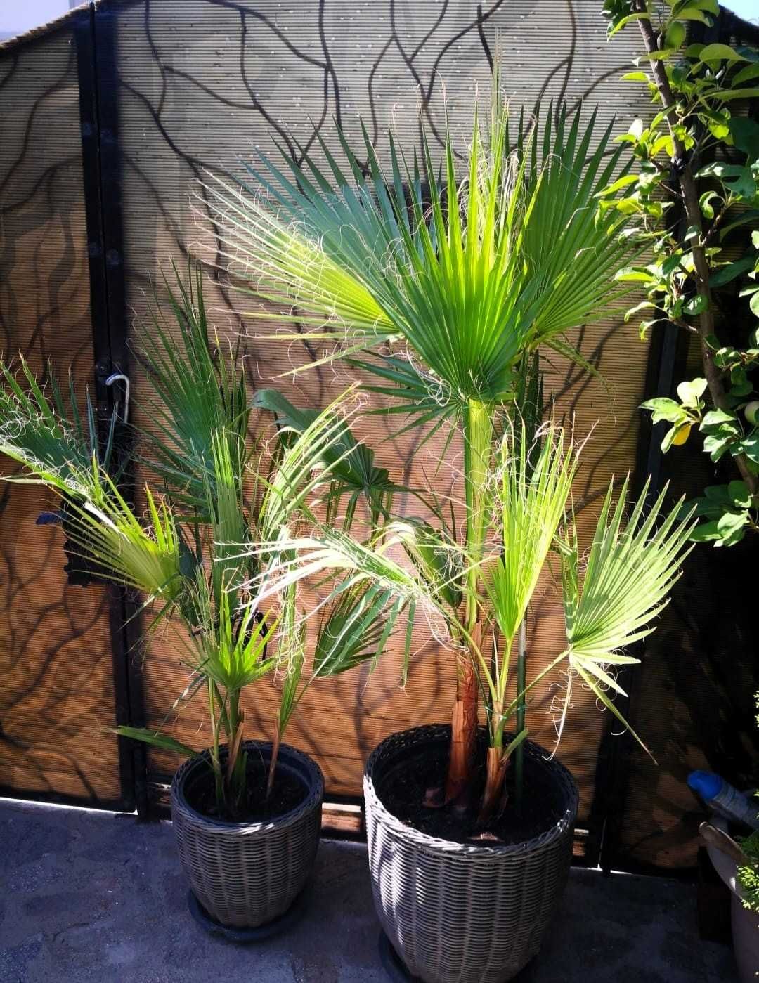 Palmieri Washingtonia rezistă -10*C / 1,50 - 1,90m - Plantă de Grădină
