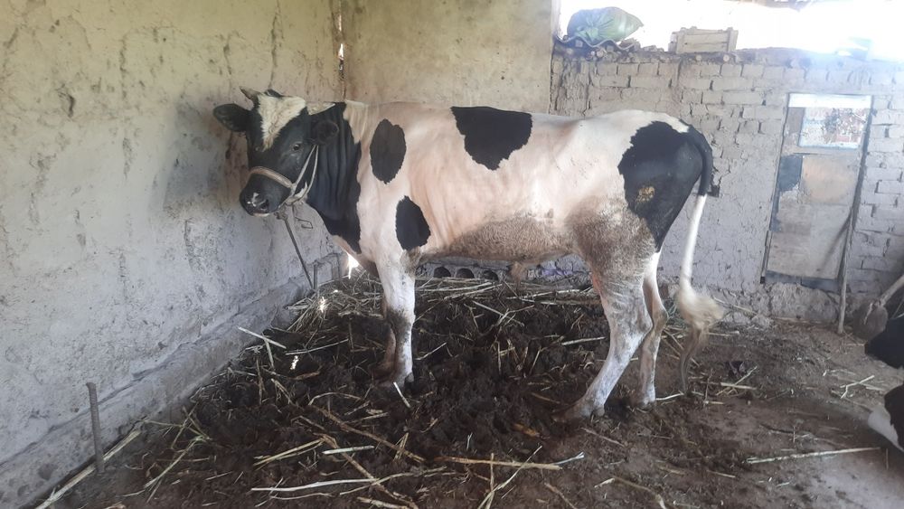 Букатой сатилоди срочна