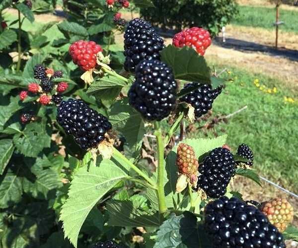 Ежевика Блекджем. Ejevika Blekdjem