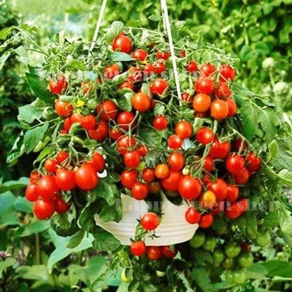 Разсад декоративни домати и