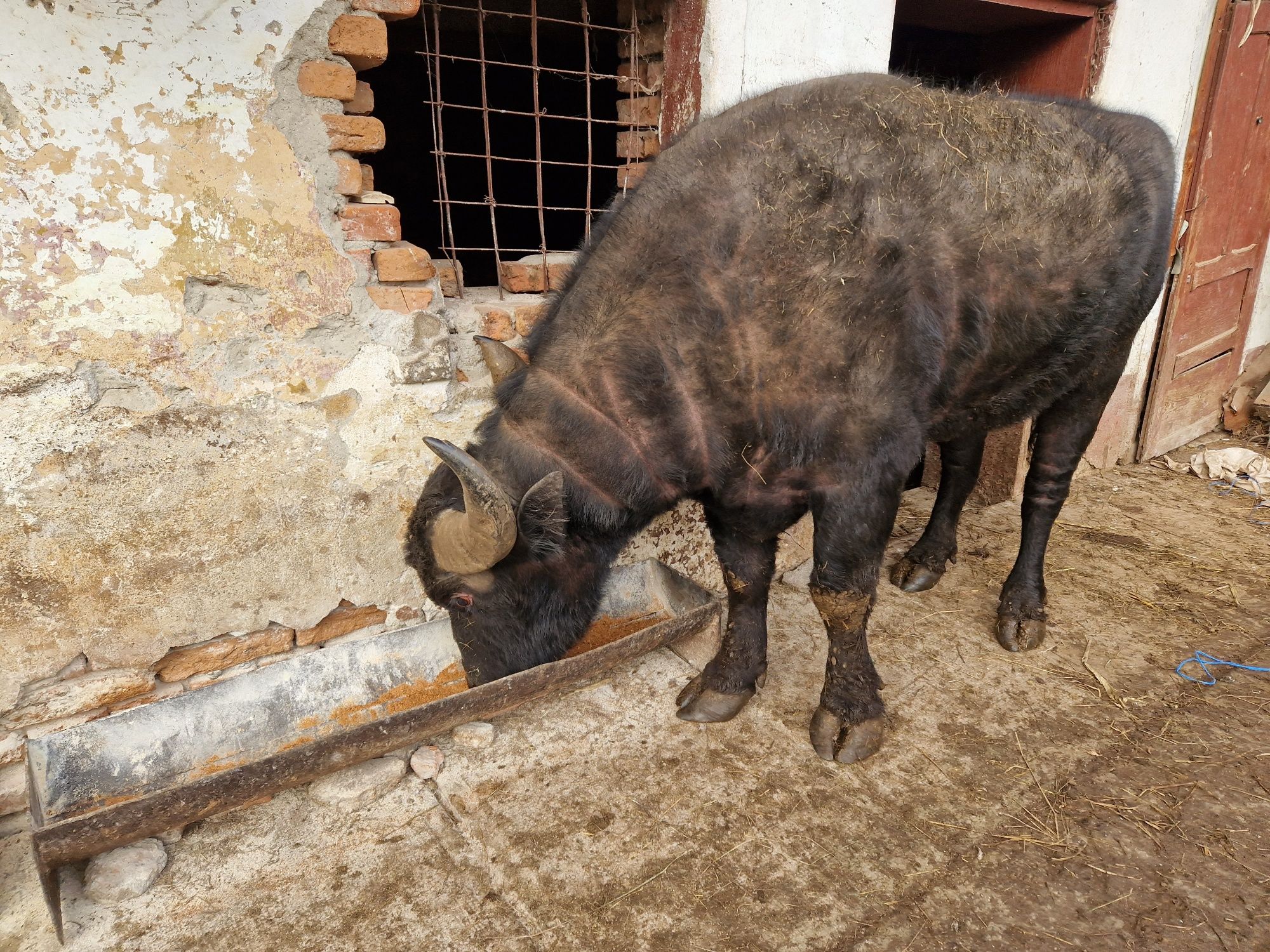 Taur bivol românesc