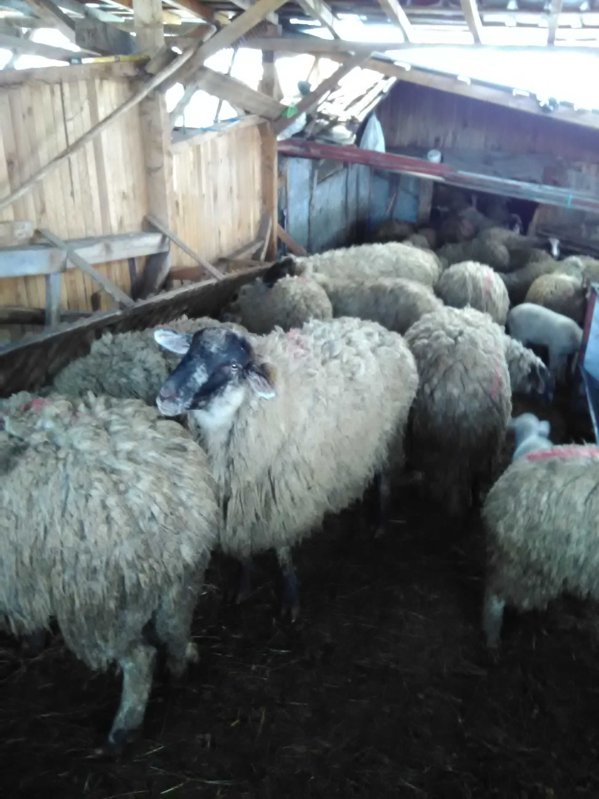 Продавам кочове,шилета,агнета и овце.