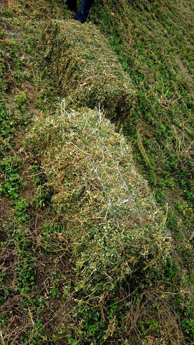 Vând baloti lucerna