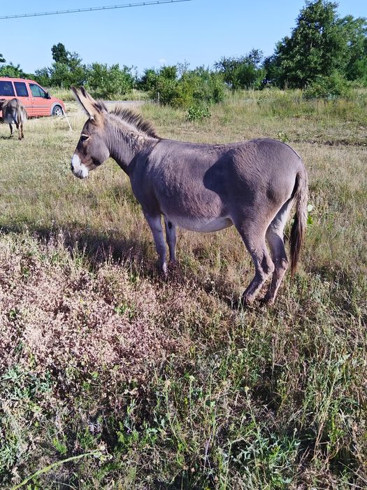 Măgărița gestanta
