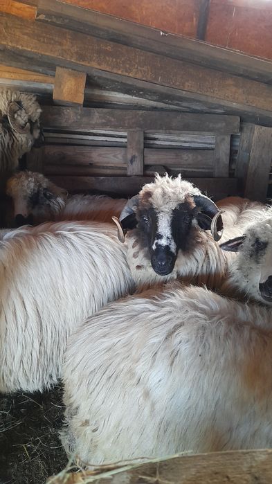 Vând 2 berbecuți noatini