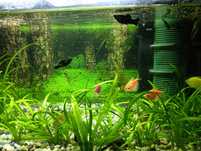 Acvariu 54 l ,capac cu lumina led,încălzitor,filtru intern eheim,.