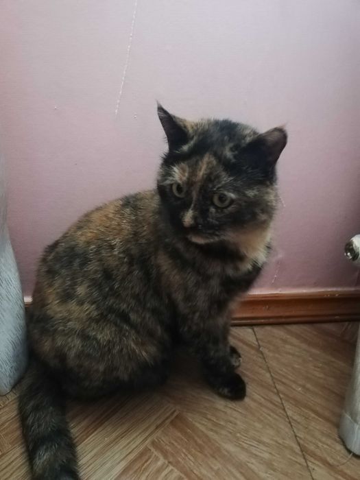 Потерялась кошка