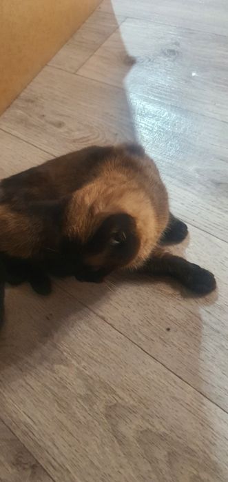 Отдам кота в хорошие руки