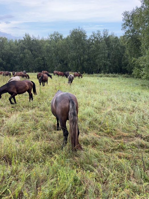Продается жеребцы
