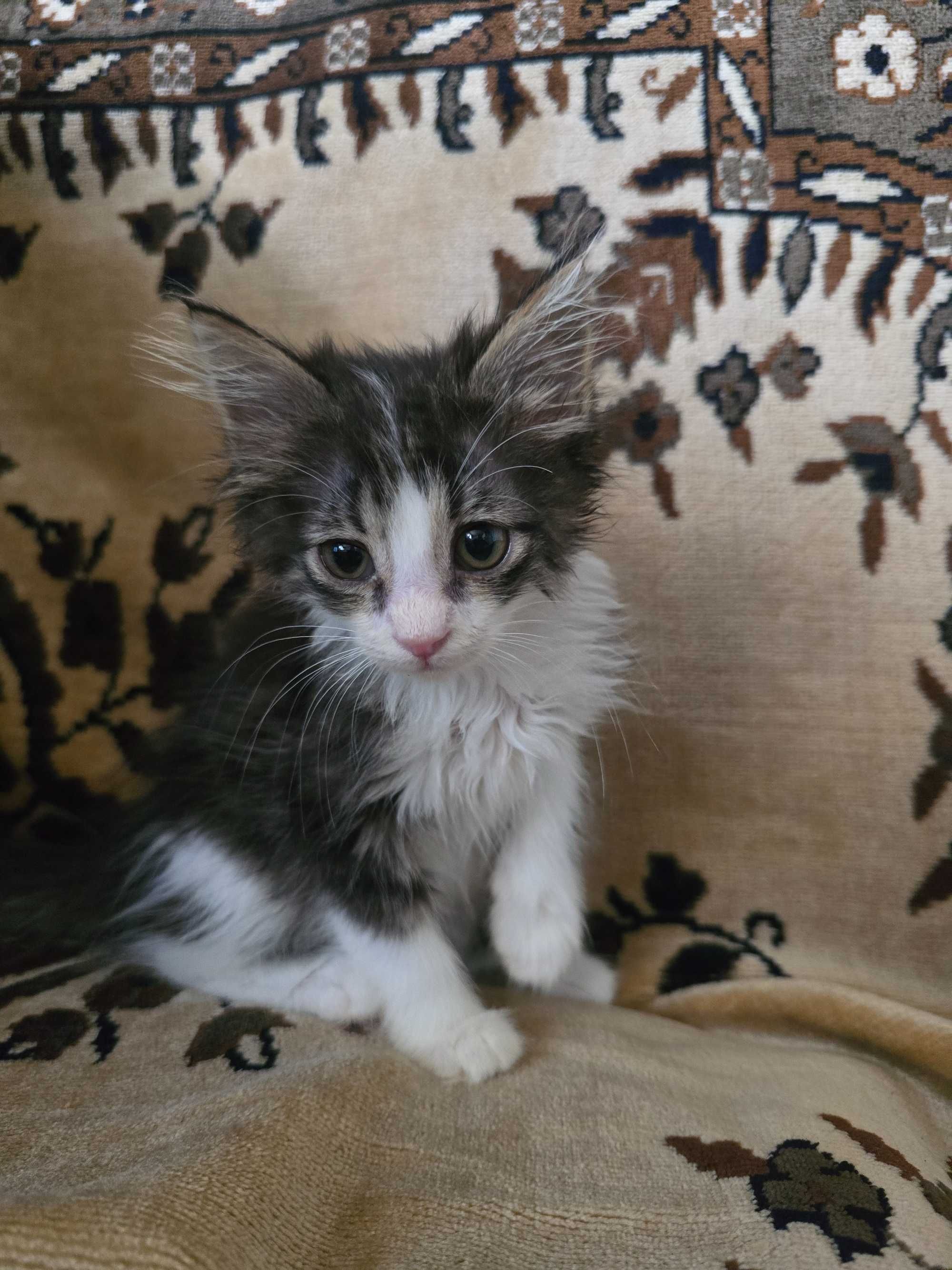 Котёнок, девочка, 2 месяца