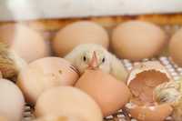 Инкубационное яйцо бройлера Кобб Белоруссия оплод 95 процентов