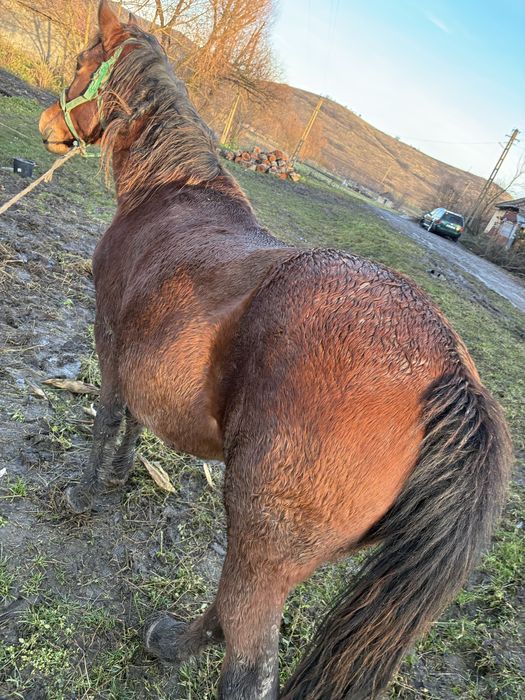 Vand iapa de 7 ani gestanta