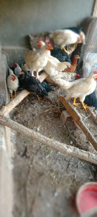 Oq xoroz sotiladi kelishamiz qolganiga kelishamiz