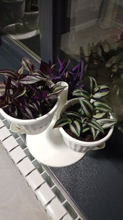 Продам комнатные цветы, традисканции трех сортов и колеусы.