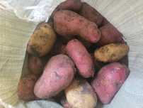 Продам картошку домашнюю