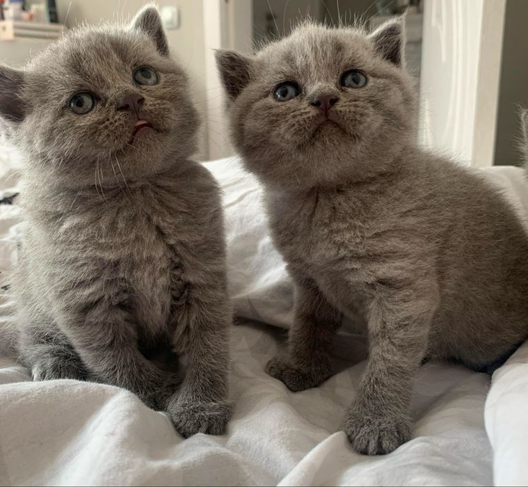 Британска късокосместа