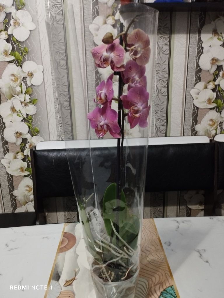 Орхидеи!!! Орхидеи