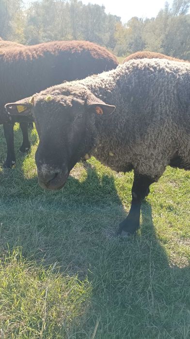 Продавам коч Мирон шароле