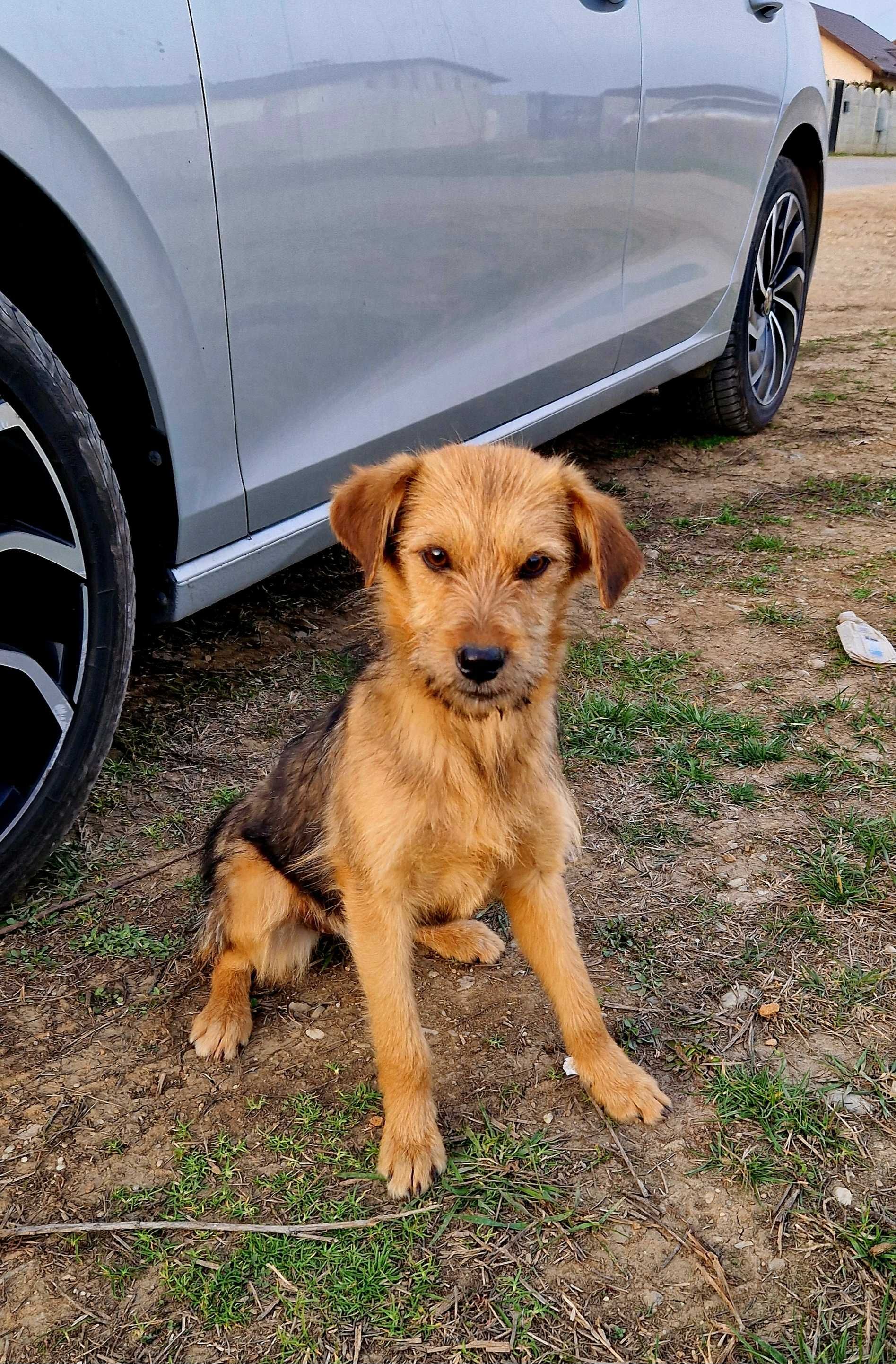 Adopție pui cățel- 4 luni