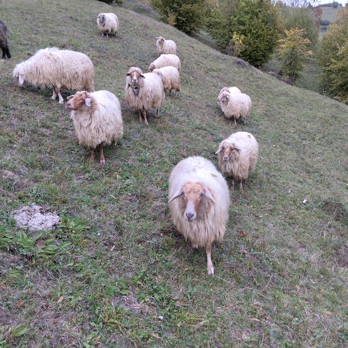 Vând 5 oi varoșe