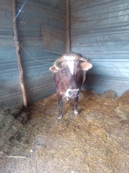 Vaca Bălțată romaneasca
