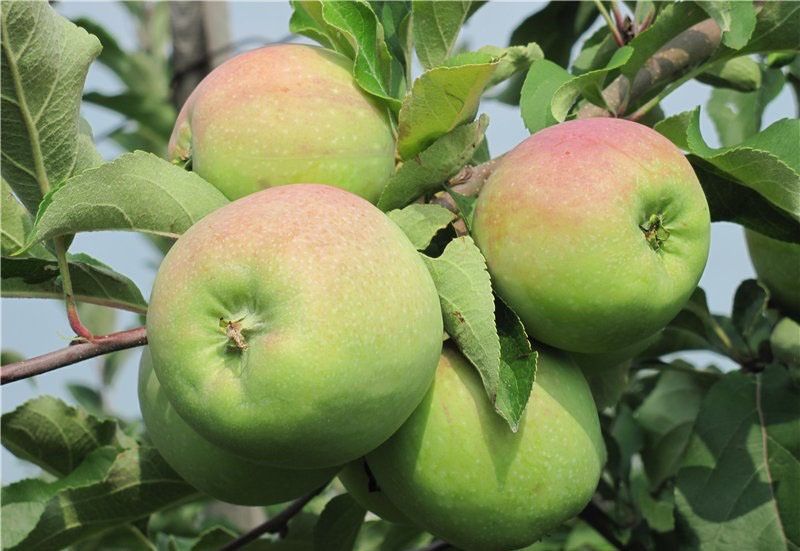 Продам  яблоки для хранения (Синап)