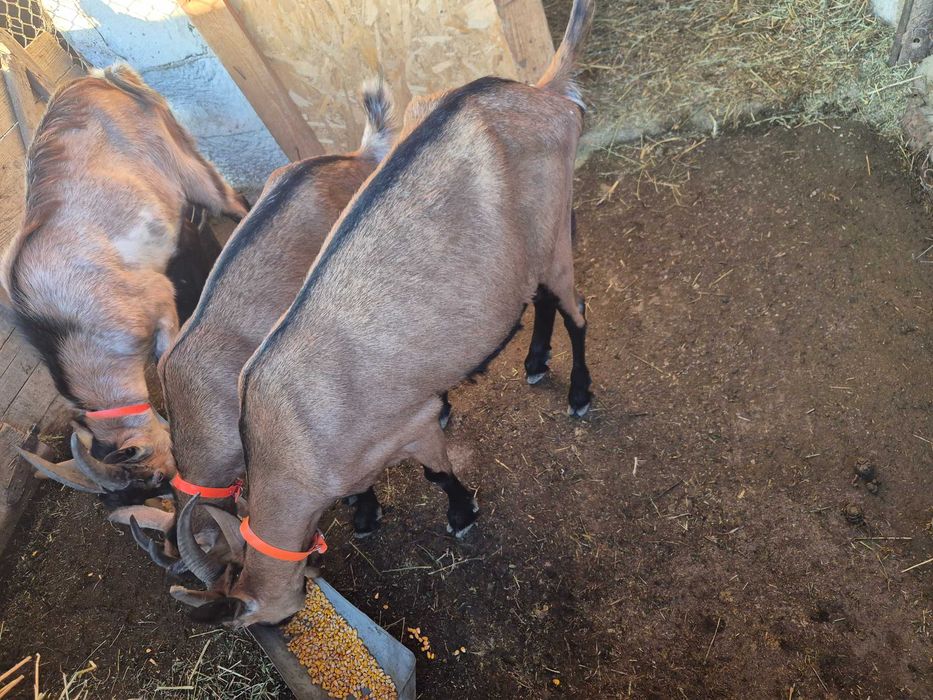 Vand 2 capre si un țap