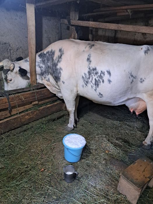 Vaca Bleu Belge.