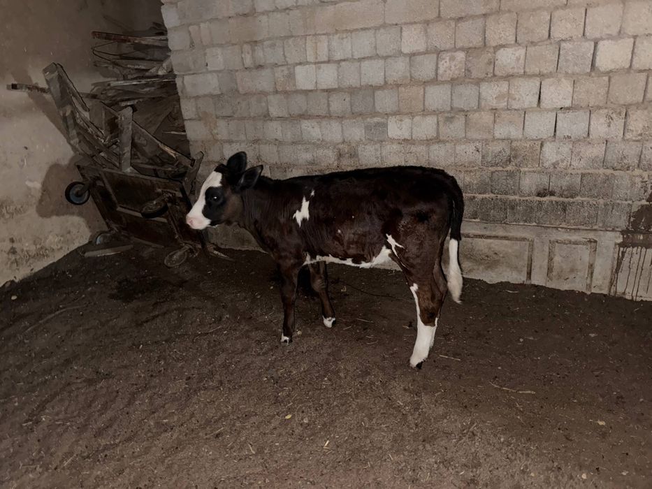 Mol sotiladi gunajin