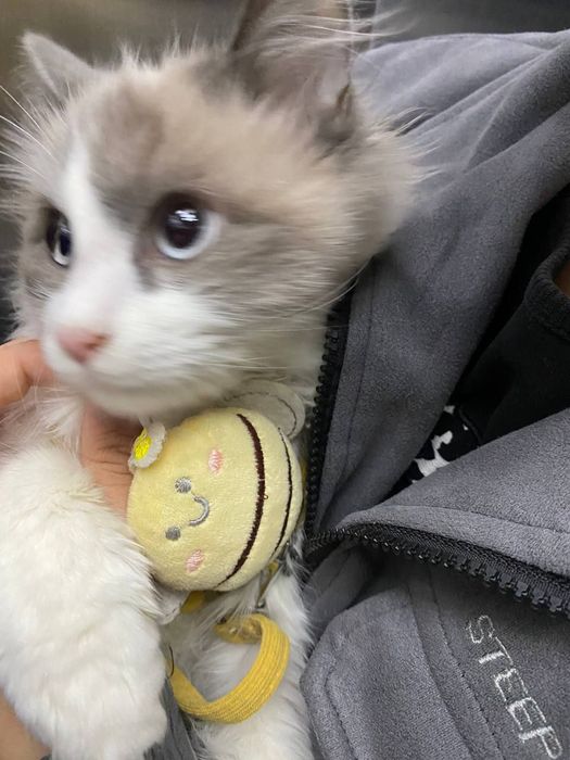 erkak mushuk parodiali