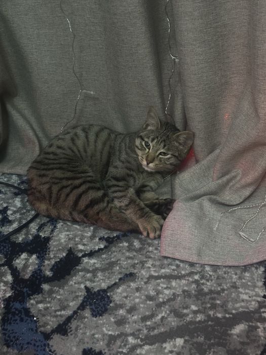 Кошка взрослая !