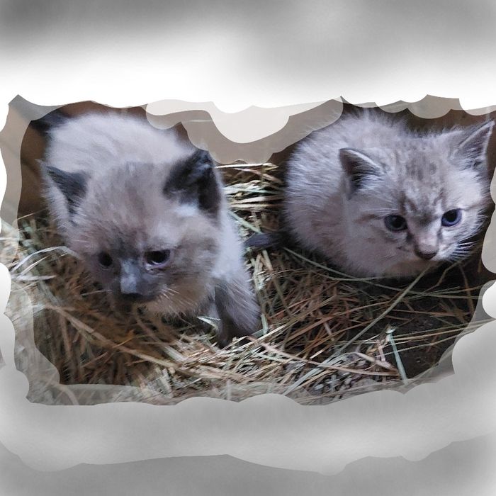 Котята  крысоловы