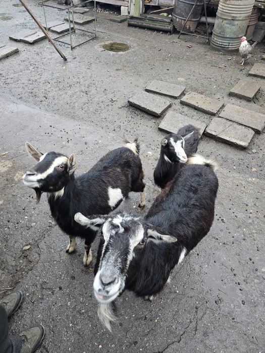 Vând o capră și o iadă de anul trecut !