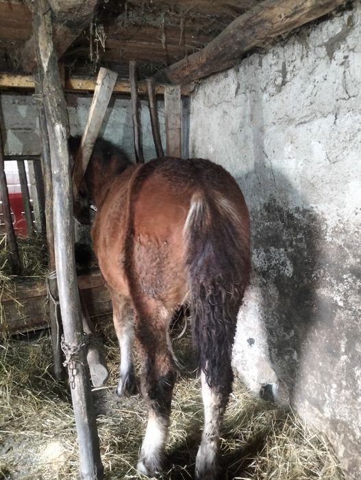 Mânz de 5 luni de vânzare