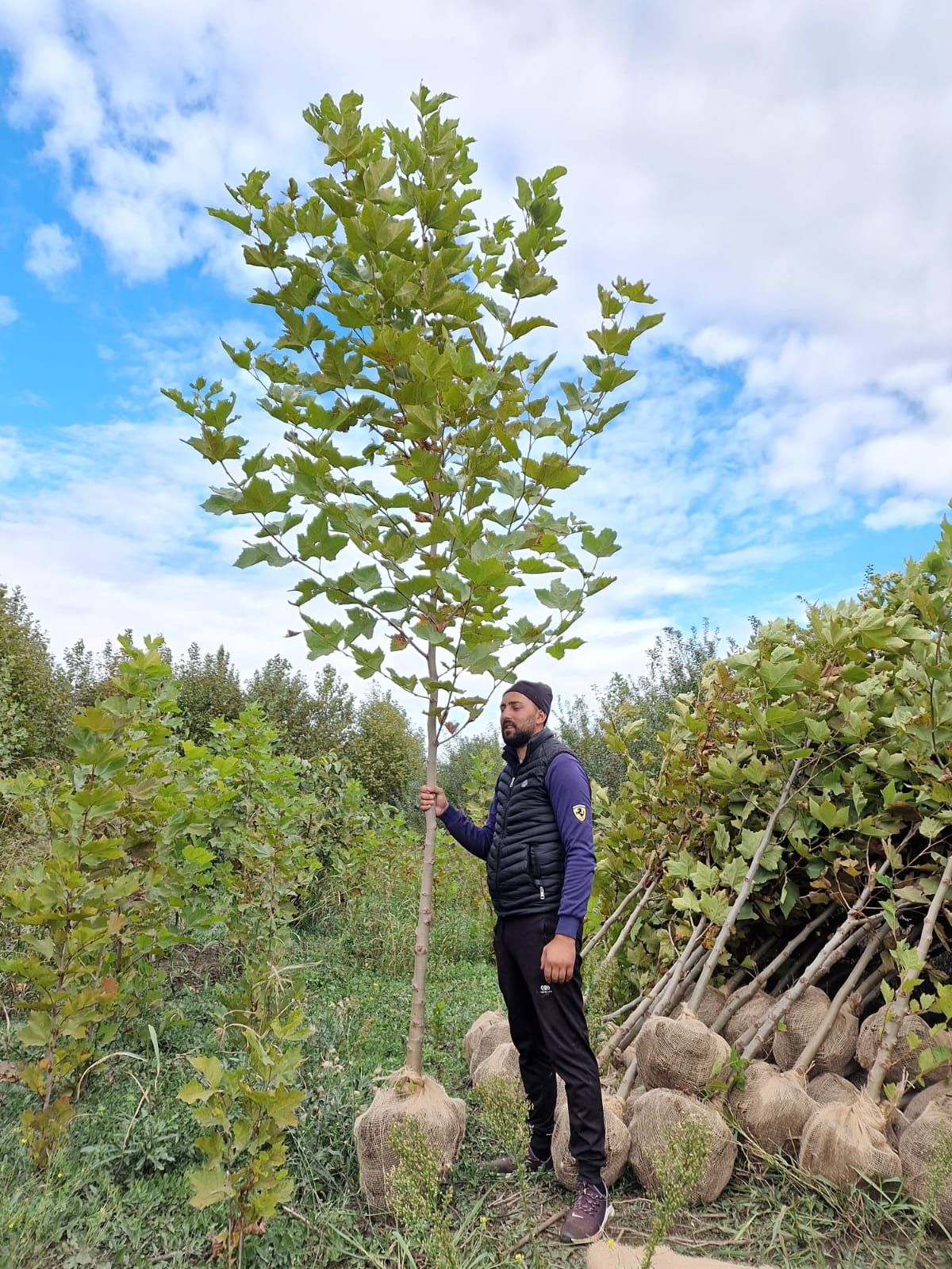 Vand platani ( platanus acerifolia ) tei, mesteacan, artar, fraxin etc