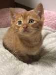 Мъжко котенце на 2 месеца