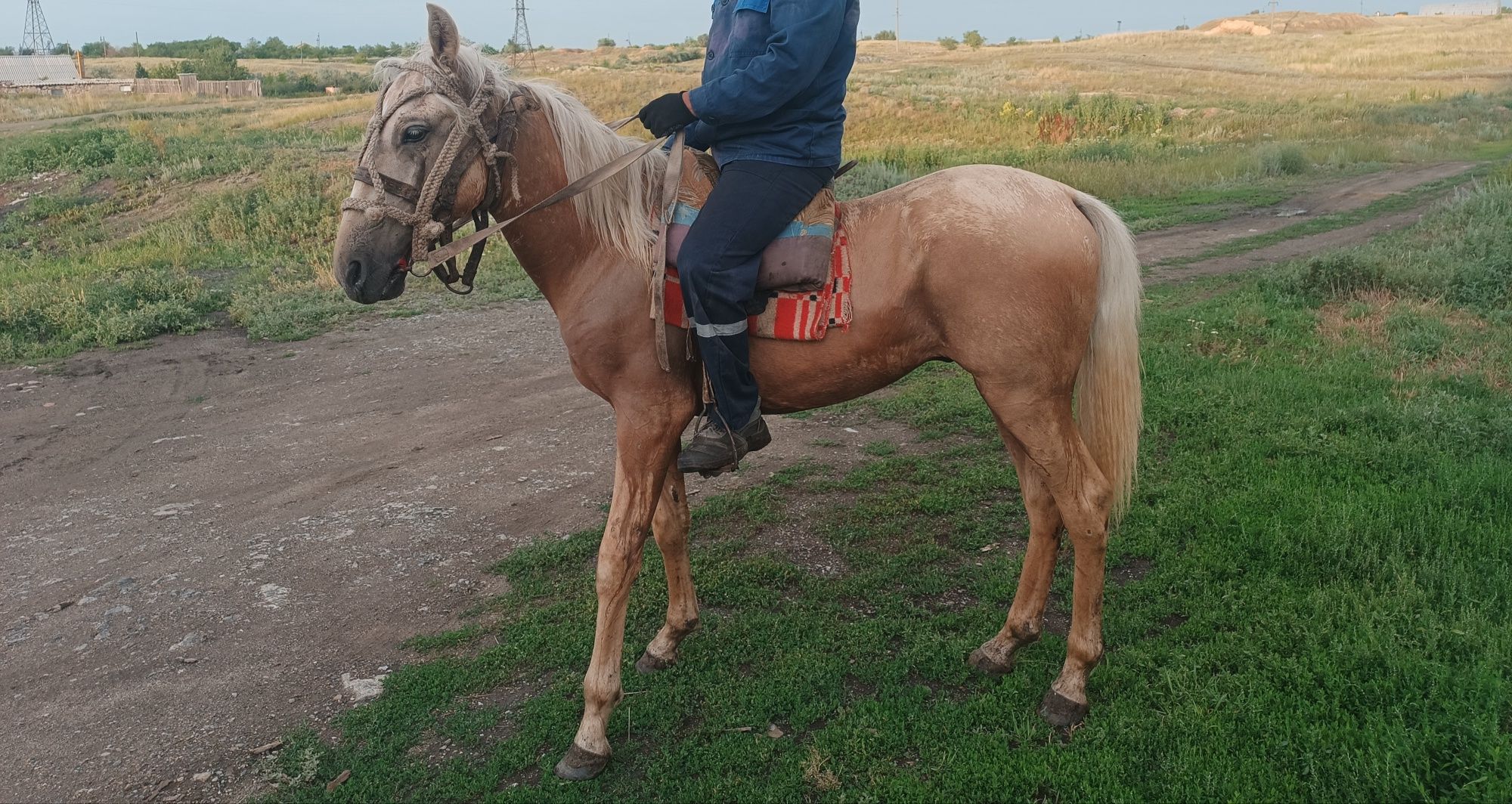 Продам обученную лошадь.